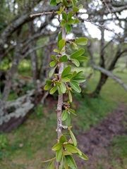 Sideroxylon obtusifolium
