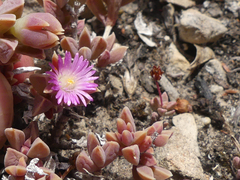 Delosperma mariae