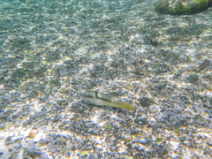 Halichoeres nicholsi