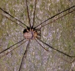 Dicranopalpus