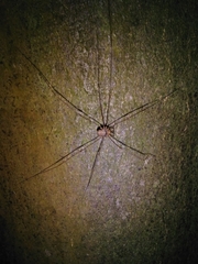 Dicranopalpus