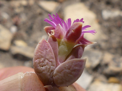 Delosperma mariae