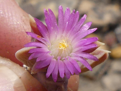 Delosperma mariae
