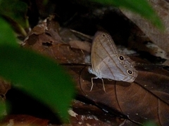 Amiga arnaca