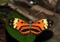 Heliconius numata