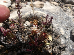 Lampranthus ceriseus