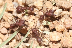 Acromyrmex versicolor