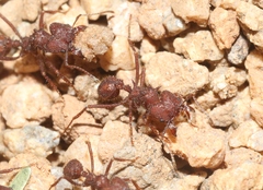 Acromyrmex versicolor