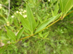 Cephalanthus glabratus