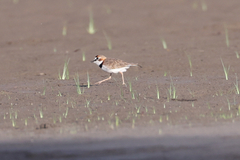Charadrius collaris