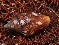 Columbella rustica