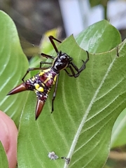 Micrathena sexspinosa