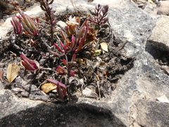 Lampranthus ceriseus