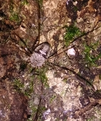 Dicranopalpus