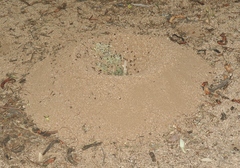 Acromyrmex versicolor