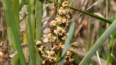 Lomandra multiflora dura