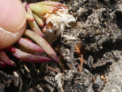 Lampranthus ceriseus