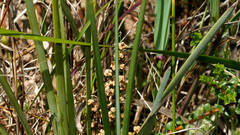 Lomandra multiflora dura
