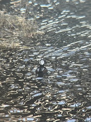 Lophodytes cucullatus