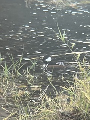 Lophodytes cucullatus