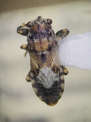 Phlegyas abbreviatus