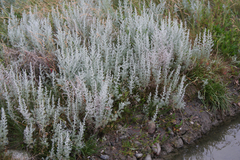 Artemisia stelleriana