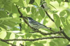 Setophaga cerulea