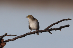 Ammodramus aurifrons