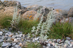 Artemisia stelleriana
