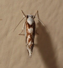 Lichenaula laniata