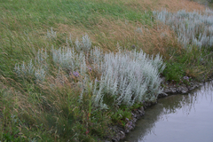 Artemisia stelleriana