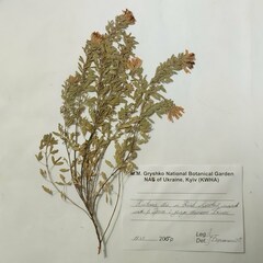 Chamaecytisus austriacus