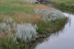 Artemisia stelleriana