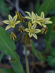 Triteleia ixioides anilina