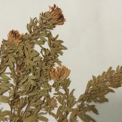 Chamaecytisus austriacus