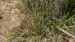 Lomandra multiflora dura