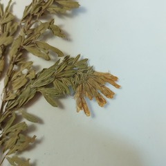 Chamaecytisus austriacus