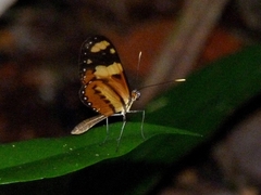 Mechanitis lysimnia nesaea