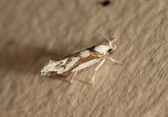 Lichenaula laniata