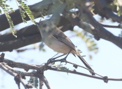Polioptila melanura
