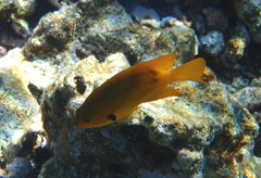 Pomacentrus sulfureus