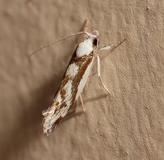 Lichenaula laniata