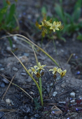 Triteleia ixioides anilina