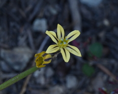 Triteleia ixioides anilina