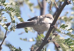 Polioptila melanura
