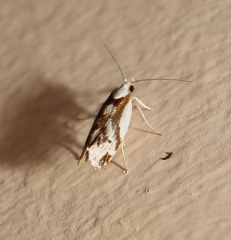 Lichenaula laniata