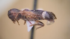 Psenocerus supernotatus