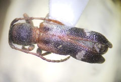Psenocerus supernotatus