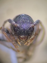 Psenocerus supernotatus