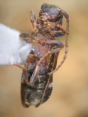 Psenocerus supernotatus